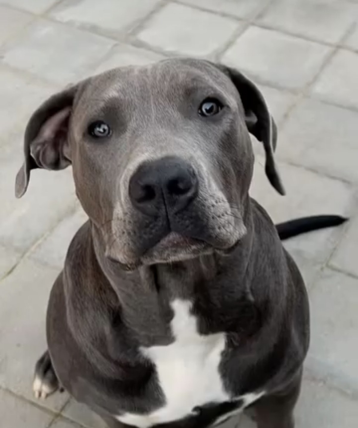 American Bully Hündin Lou in der Farbe Blue