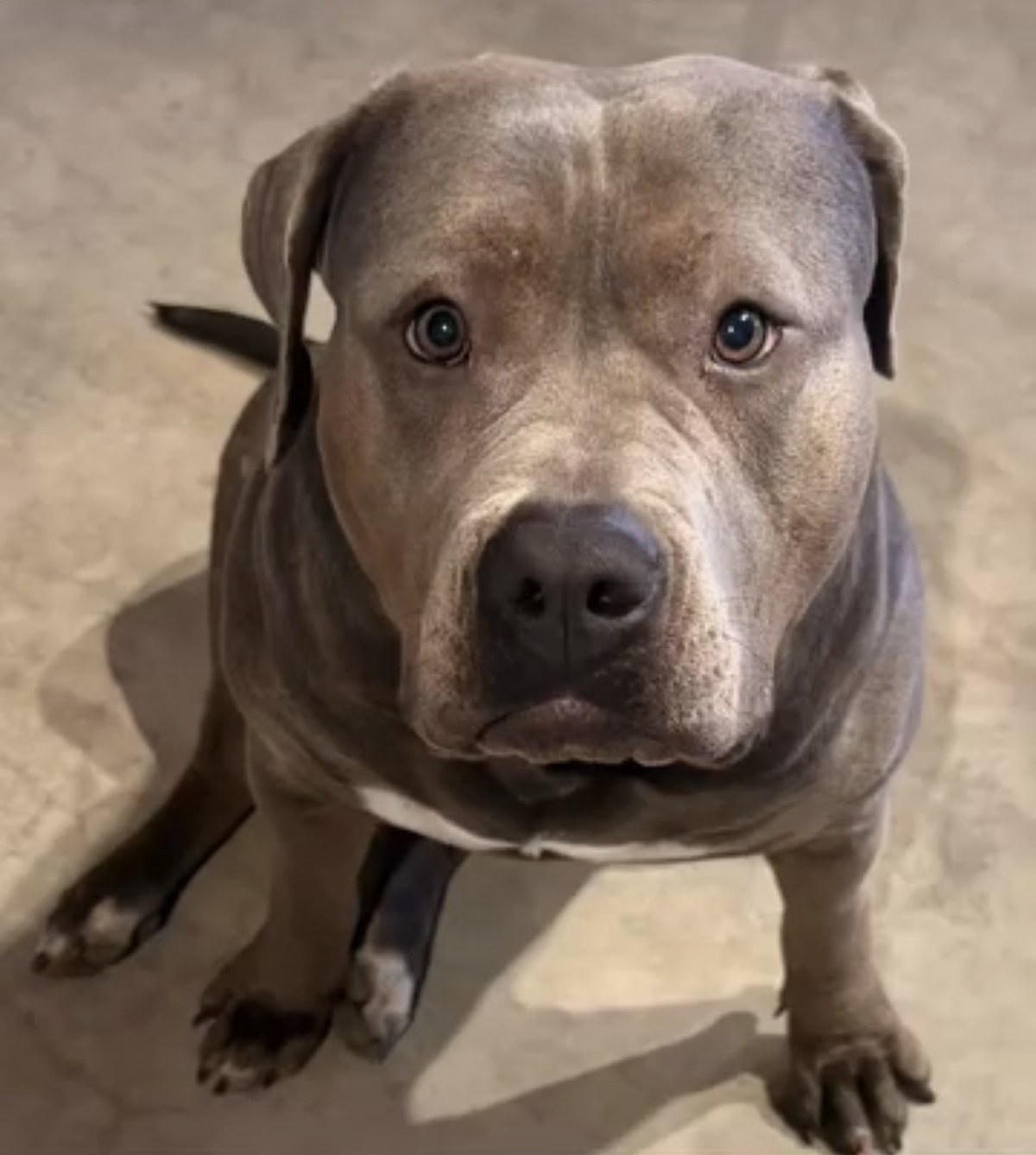 American Bully Hündin Nala