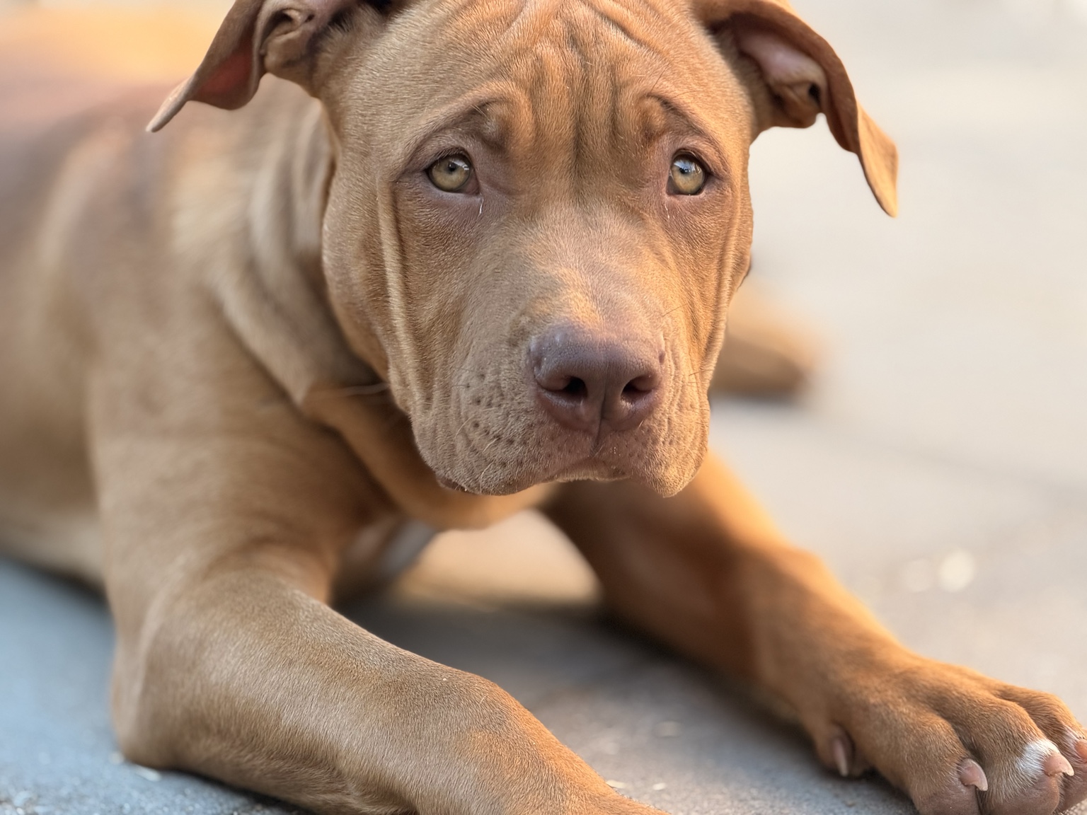 American Bully XL Hündin Xenia
